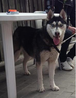 Prenotare catei husky - Pret | Preturi Prenotare catei husky