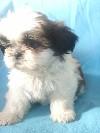 catelusi shih-tzu de vanzare vand puiuti shi-tzu - Pret | Preturi catelusi shih-tzu de vanzare vand puiuti shi-tzu