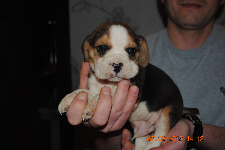 beagle tricolor - Pret | Preturi beagle tricolor