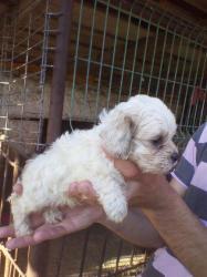 Bichon havanez talie mica - Pret | Preturi Bichon havanez talie mica