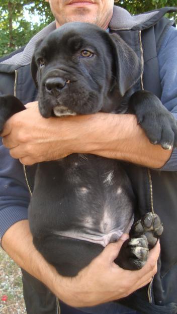 catei cane corso - Pret | Preturi catei cane corso