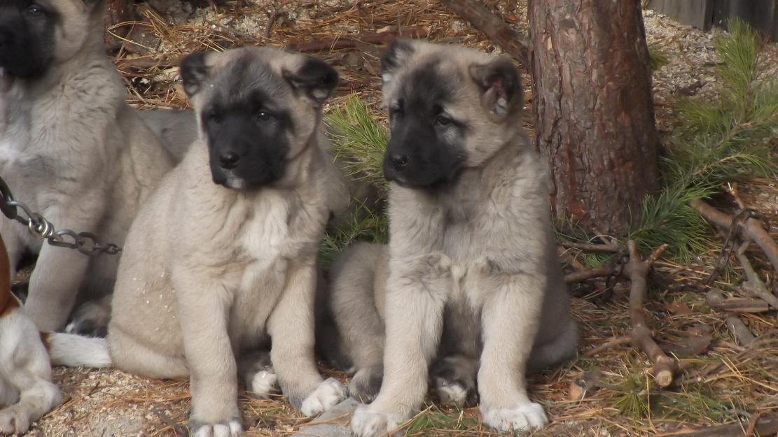 Kangal - Pret | Preturi Kangal