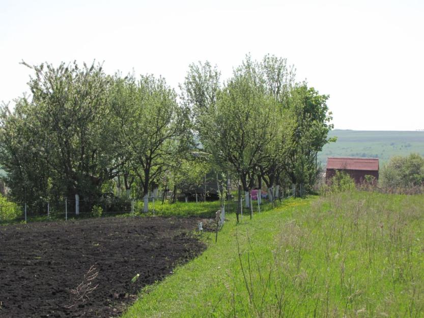 Gradina cu livada in Valea Finatelor,Valea Finatelor, Cluj-Napoca- 1000 mp - Pret | Preturi Gradina cu livada in Valea Finatelor,Valea Finatelor, Cluj-Napoca- 1000 mp