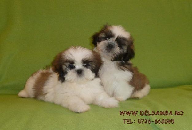 vand shih-tzu deosebiti - Pret | Preturi vand shih-tzu deosebiti