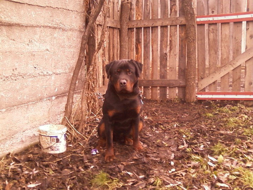 Rottwailer de vanzare 200 eur - Pret | Preturi Rottwailer de vanzare 200 eur