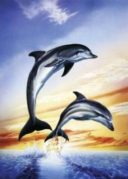 Puzzle Schmidt 1000 Dolphins - Pret | Preturi Puzzle Schmidt 1000 Dolphins