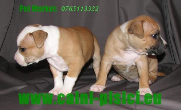 Amstaff de vanzare - Pret | Preturi Amstaff de vanzare