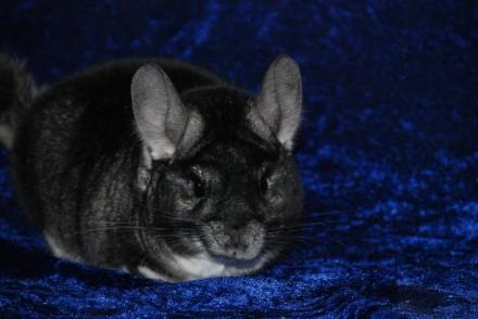 chinchilla - Pret | Preturi chinchilla