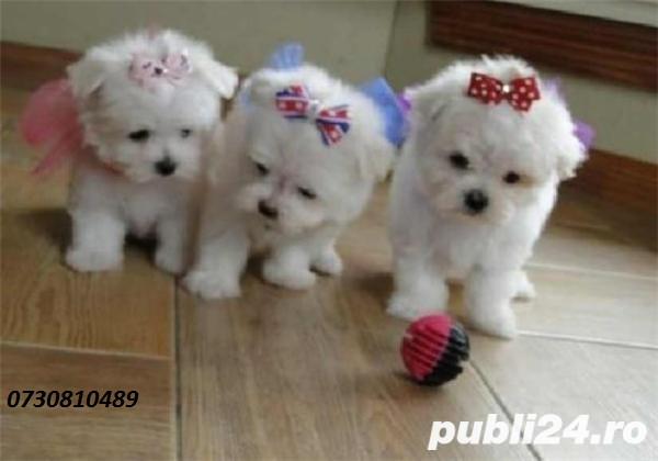 Bichon Maltez TOY Talie Foarte Mica - Pret | Preturi Bichon Maltez TOY Talie Foarte Mica