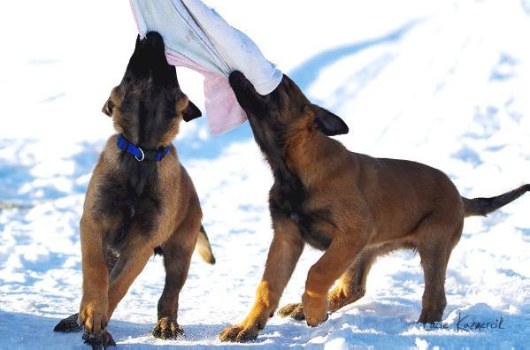 malinois linie de lucru - Pret | Preturi malinois linie de lucru