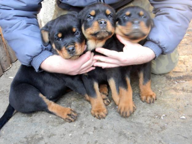 Vand catei Rottweiler - Pret | Preturi Vand catei Rottweiler