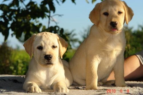 catei LABRADOR RETRIEVER cu pedigree - Pret | Preturi catei LABRADOR RETRIEVER cu pedigree