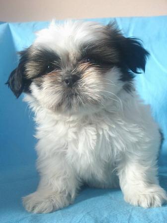 vand catelusi shih-tzu - Pret | Preturi vand catelusi shih-tzu