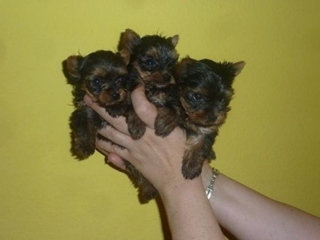 Yorkshire Terrier - Pret | Preturi Yorkshire Terrier