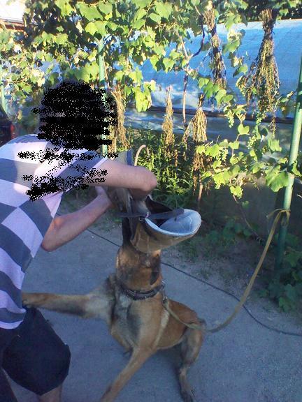Ciobanesc belgian malinois / femela - Pret | Preturi Ciobanesc belgian malinois / femela