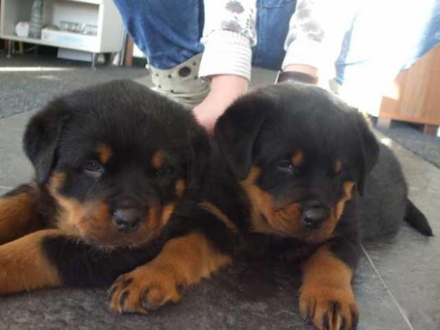 super pui de rott - Pret | Preturi super pui de rott