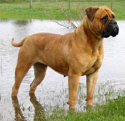 Vand pui Bullmastiff - Pret | Preturi Vand pui Bullmastiff