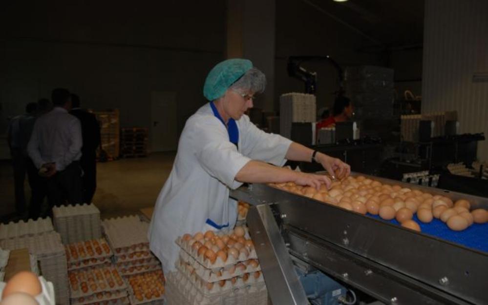 angajari urgente ambalat oua Germania - Pret | Preturi angajari urgente ambalat oua Germania
