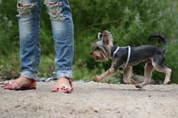 Monta Yorkshire Terrier Toy - Pret | Preturi Monta Yorkshire Terrier Toy