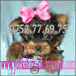 Catei Shih-Tzu, Yorkshire Terrier Toy de Vanzare, Bichoni, Westie - Pret | Preturi Catei Shih-Tzu, Yorkshire Terrier Toy de Vanzare, Bichoni, Westie