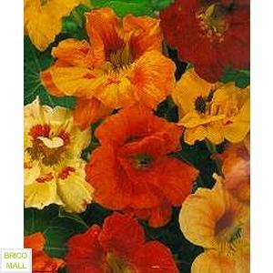 Tropaeolum Majus Nanum - Pret | Preturi Tropaeolum Majus Nanum