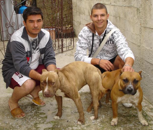 Vand pui Pitbull - Pret | Preturi Vand pui Pitbull