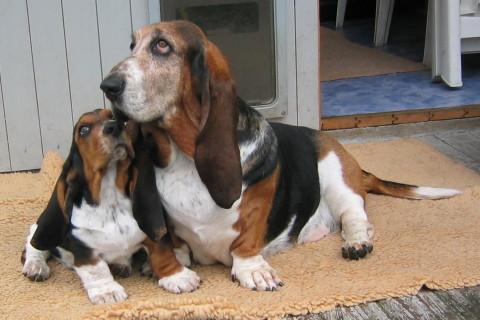 Basset Hound - Pret | Preturi Basset Hound