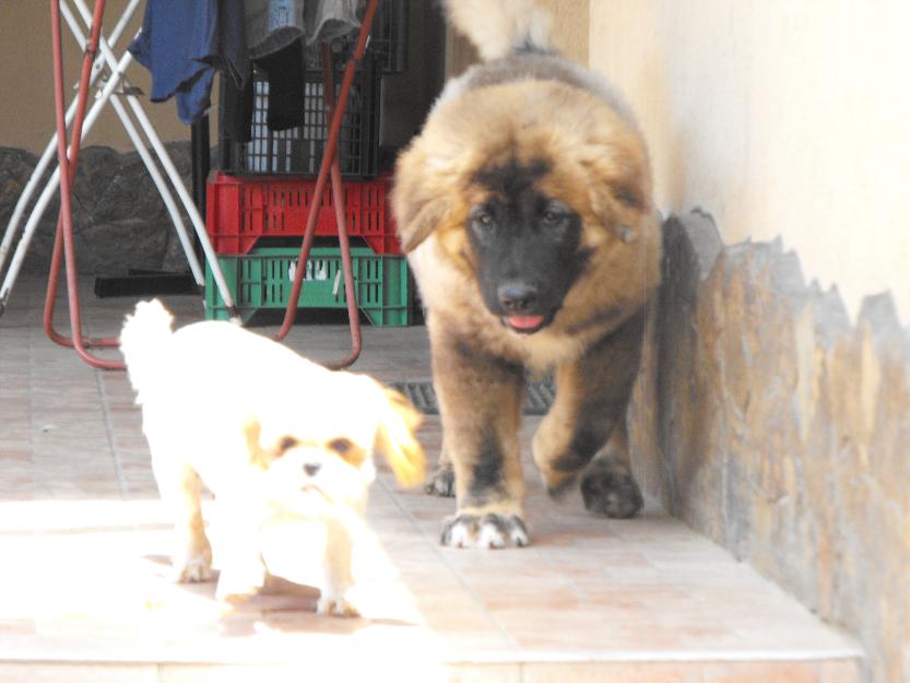  - Pret | Preturi 