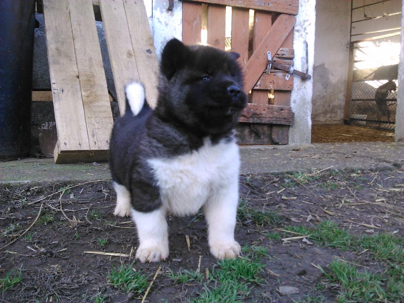 De vanzare catei din rasa American Akita si Akita Inu - Pret | Preturi De vanzare catei din rasa American Akita si Akita Inu