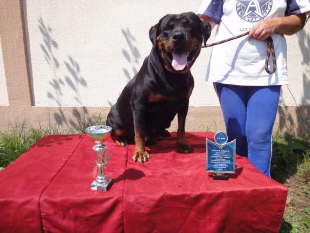 Femela Rottweiler cu Pedigree iasi - Pret | Preturi Femela Rottweiler cu Pedigree iasi