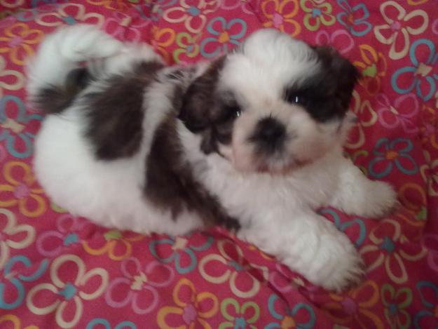 vand exemplare superbe shih tzu 6 sapt - Pret | Preturi vand exemplare superbe shih tzu 6 sapt