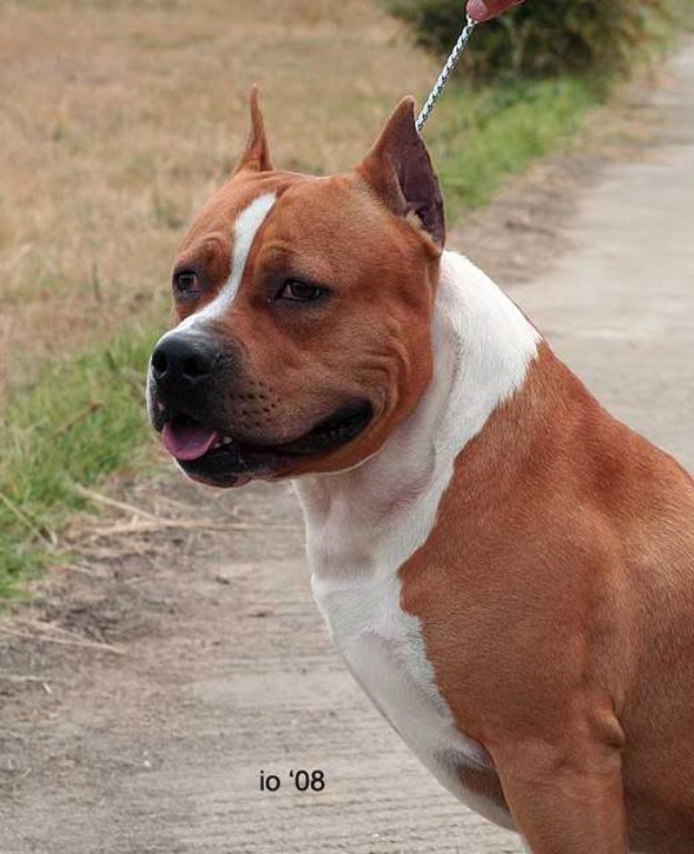 Caine amstaff pentru monta - Pret | Preturi Caine amstaff pentru monta