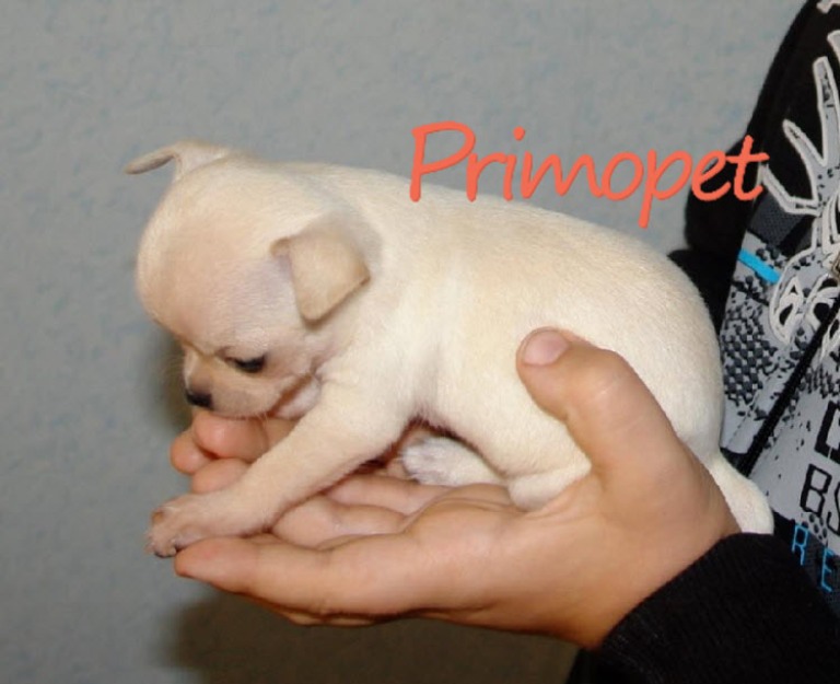 Catelusi Chihuahua Toy de Vanzare - Pret | Preturi Catelusi Chihuahua Toy de Vanzare