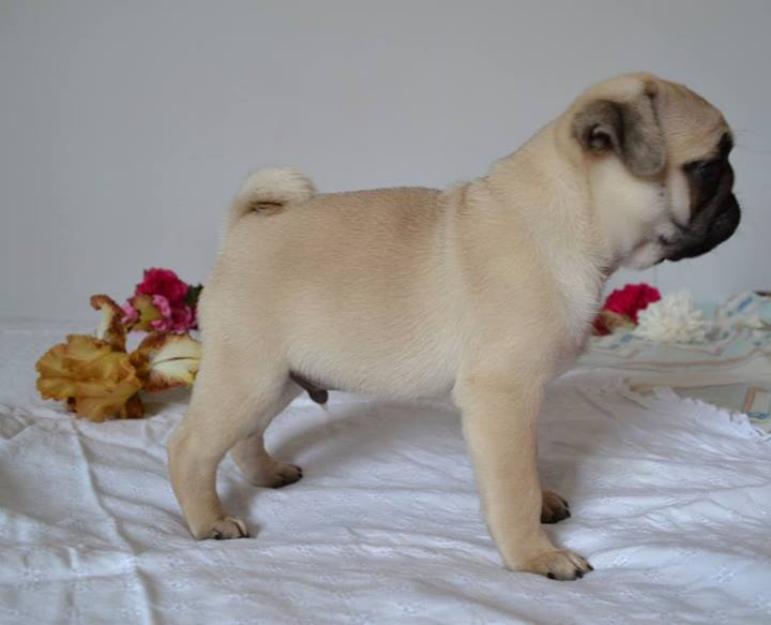 Cute Pug Puppy - Pret | Preturi Cute Pug Puppy