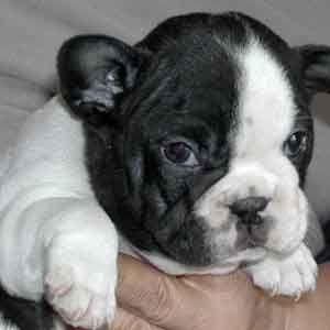 Bulldog Francez,pui - Pret | Preturi Bulldog Francez,pui