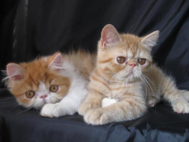 exotic shorthair rasa pura - Pret | Preturi exotic shorthair rasa pura