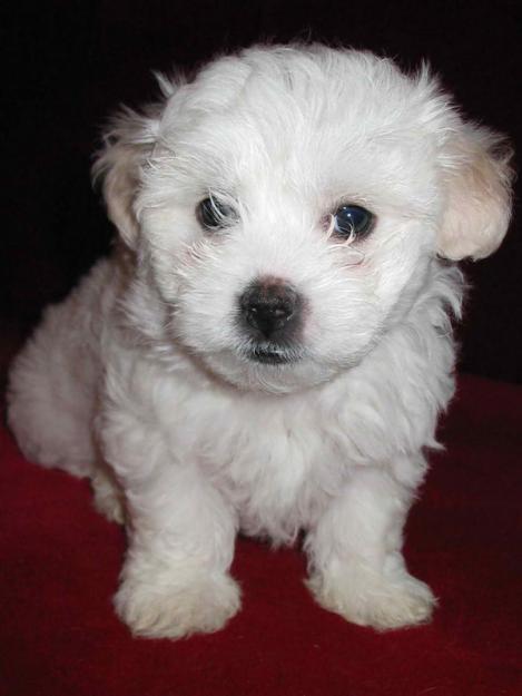 Vand puiut bichon maltese - Pret | Preturi Vand puiut bichon maltese