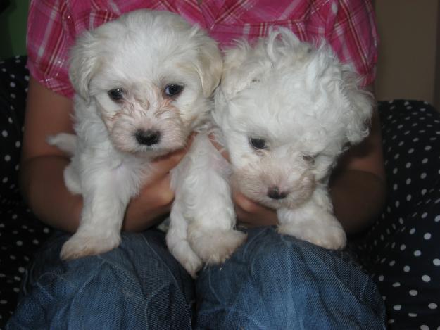 Vand catei Bichon Bolognese cu varsta de 2 luni foarte frumosi si sanatosi. Catelusii au v - Pret | Preturi Vand catei Bichon Bolognese cu varsta de 2 luni foarte frumosi si sanatosi. Catelusii au v