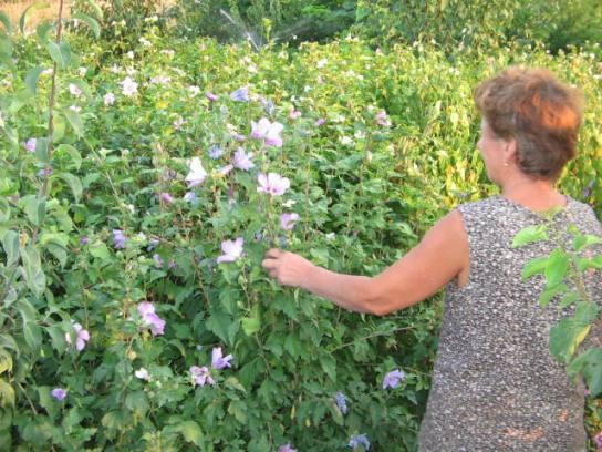 Vand  hibiscus   syriacus - Pret | Preturi Vand  hibiscus   syriacus