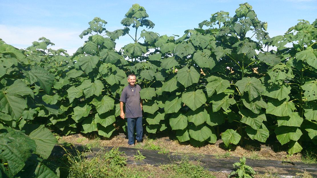 Plantatii Profesionale Paulownia la pret de dumping - Pret | Preturi Plantatii Profesionale Paulownia la pret de dumping