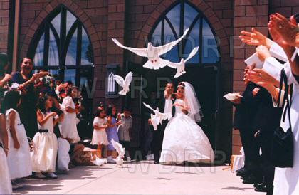 inchiriez porumbei albi pentru nunti in sibiu - Pret | Preturi inchiriez porumbei albi pentru nunti in sibiu