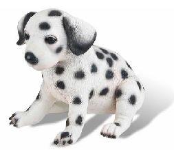 Pui de dalmatian - Pret | Preturi Pui de dalmatian
