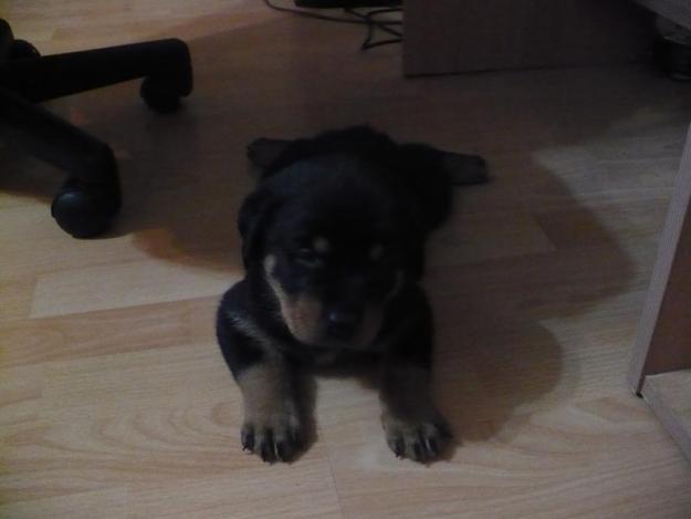 vand pui rottweiller - Pret | Preturi vand pui rottweiller
