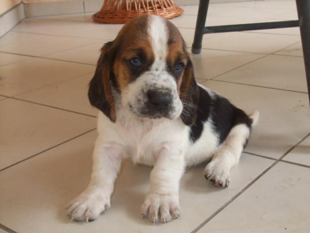 BASSET HOUND DE VANZARE.OFERTA DE CRACIUN - Pret | Preturi BASSET HOUND DE VANZARE.OFERTA DE CRACIUN