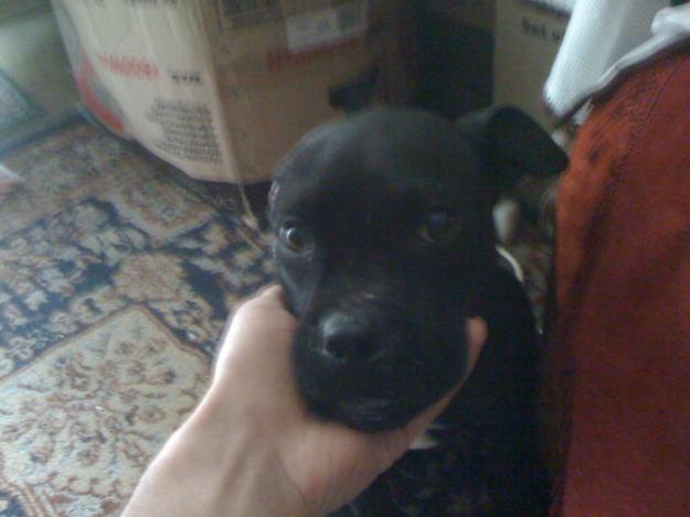 VAND PITBULL SUPER PRET !!! - Pret | Preturi VAND PITBULL SUPER PRET !!!