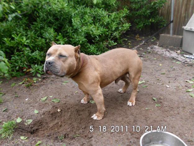 Vand Pui de amstaff - Pret | Preturi Vand Pui de amstaff