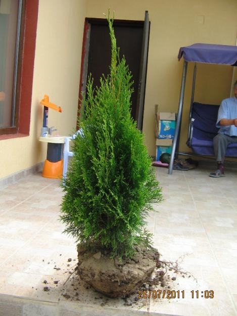 Vand tuia(thuja) smaragd (smarald) - Pret | Preturi Vand tuia(thuja) smaragd (smarald)