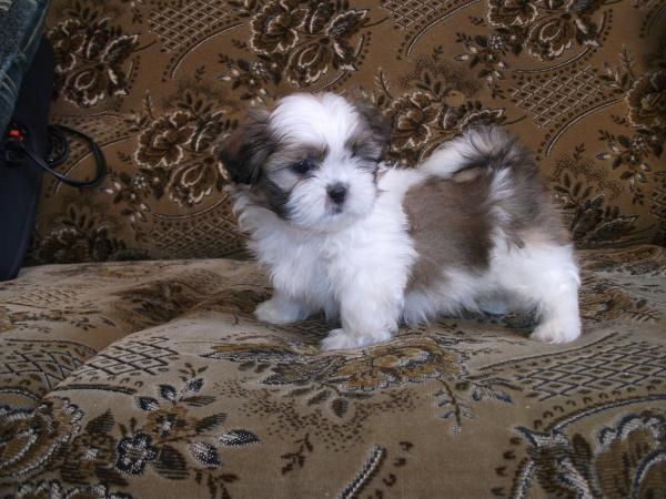 Puiuti Shih-Tzu foarte frumosi talie mica - Pret | Preturi Puiuti Shih-Tzu foarte frumosi talie mica