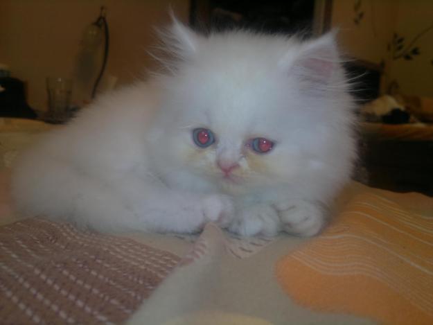 Vand puiuti de pisica persana - Pret | Preturi Vand puiuti de pisica persana