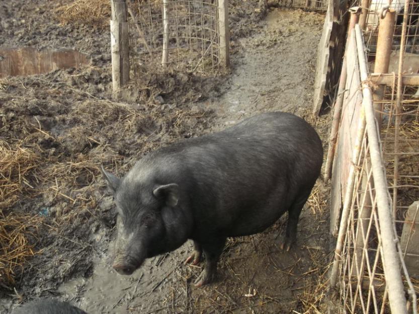 Porci vietnamezi - Pret | Preturi Porci vietnamezi